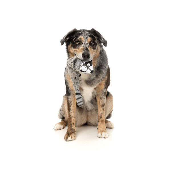 Run Along Racoon The Yeetz - Juguete para perros - vista 2