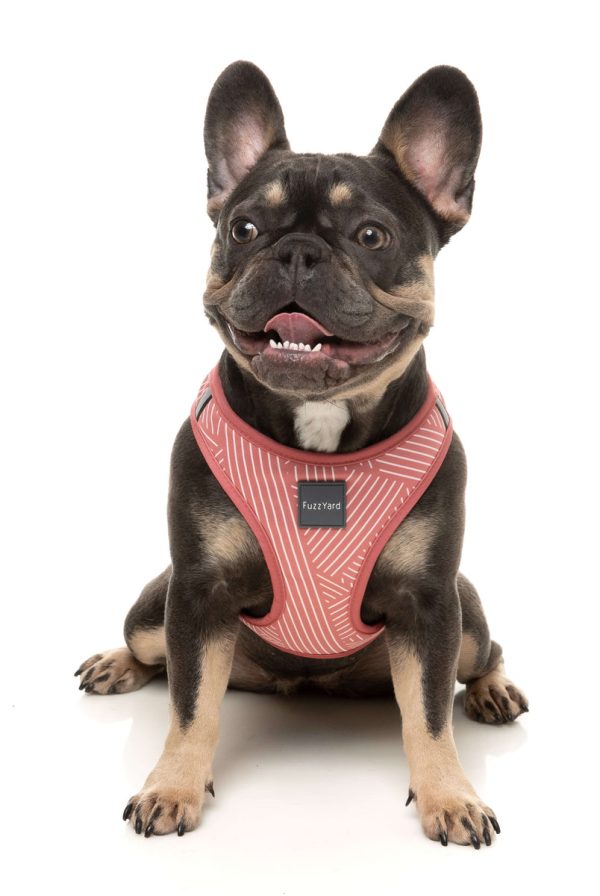 Thornbury Brick Red - Arnés Step In para perros - vista 3