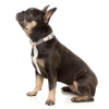 Yazd - Collar para perros Yazd - Collar para perros - vista 3