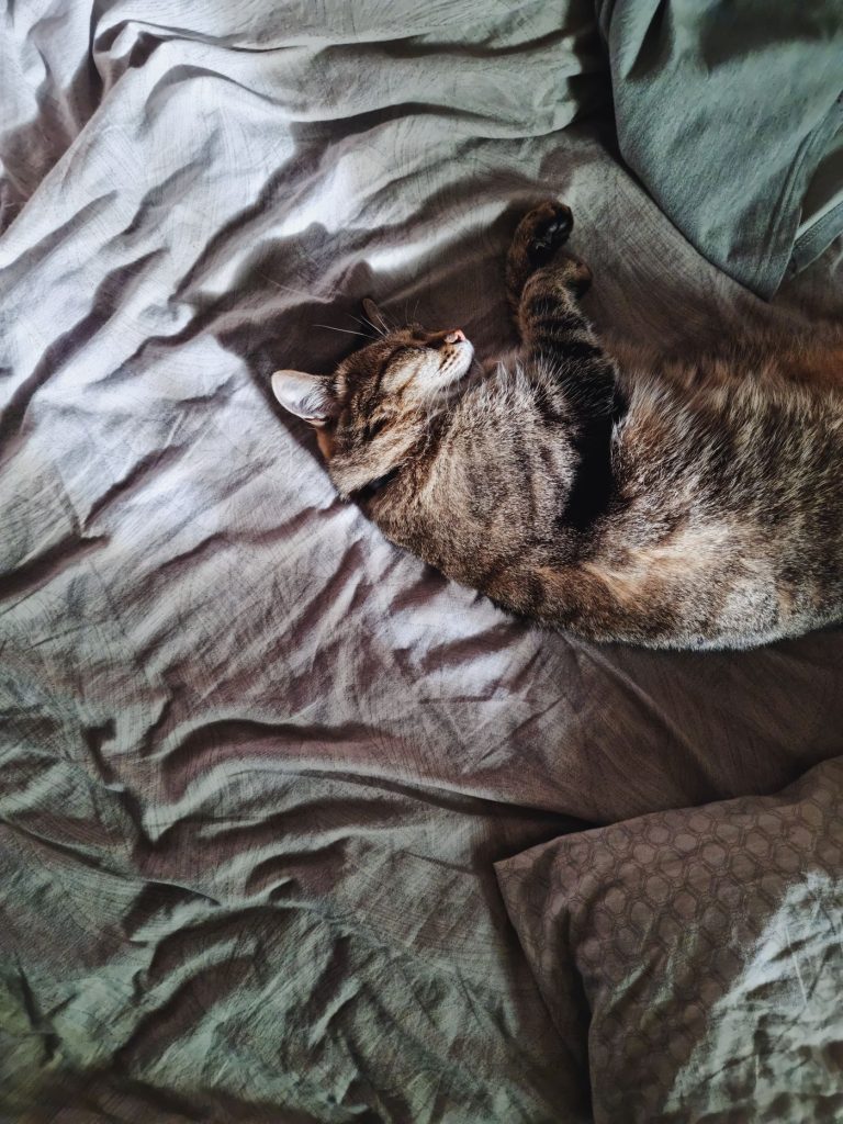 Gato tranquilo cerca de su zona de comida y descanso