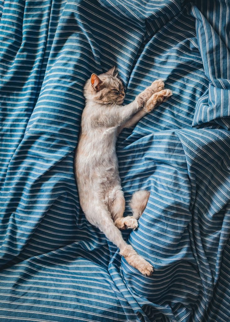 Gato descansando tras su primer paseo con arnés