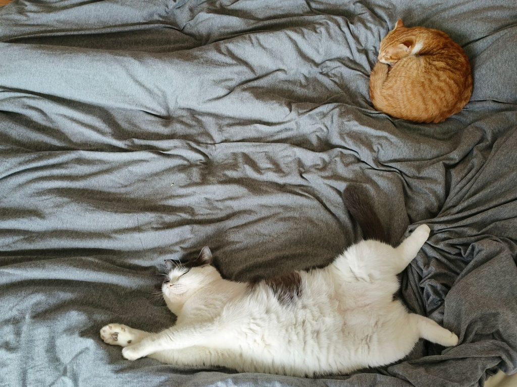 Gato tranquilo cerca de su cama y su rascador