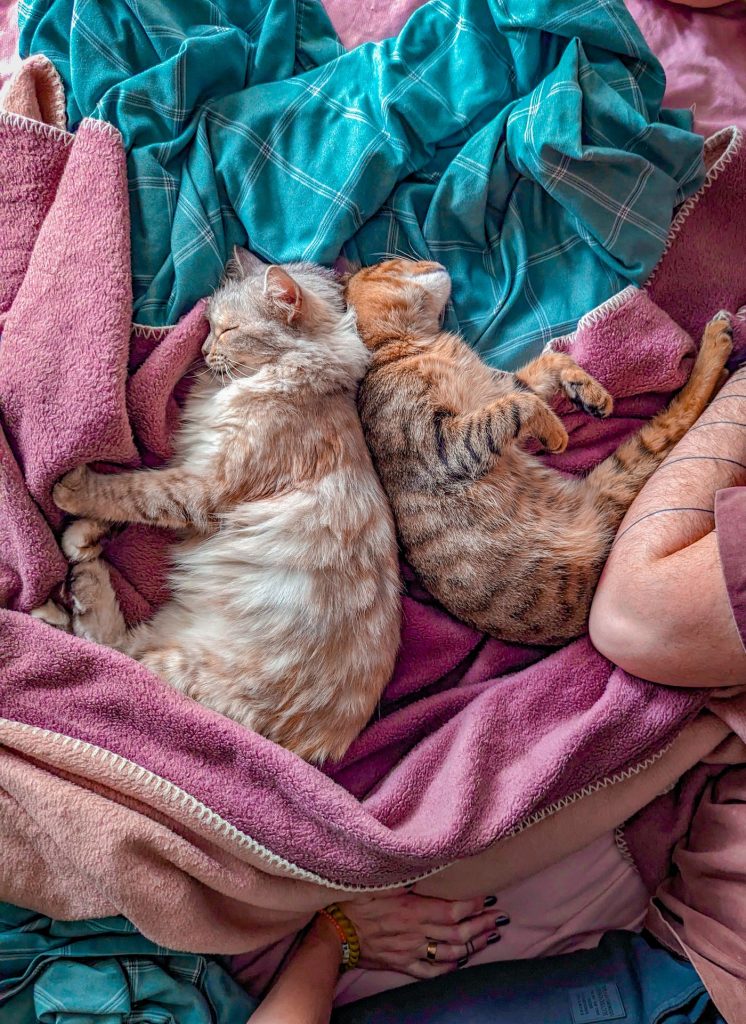 Gato descansando tras una sesión de juego activo