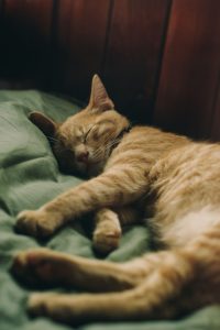Cat bed