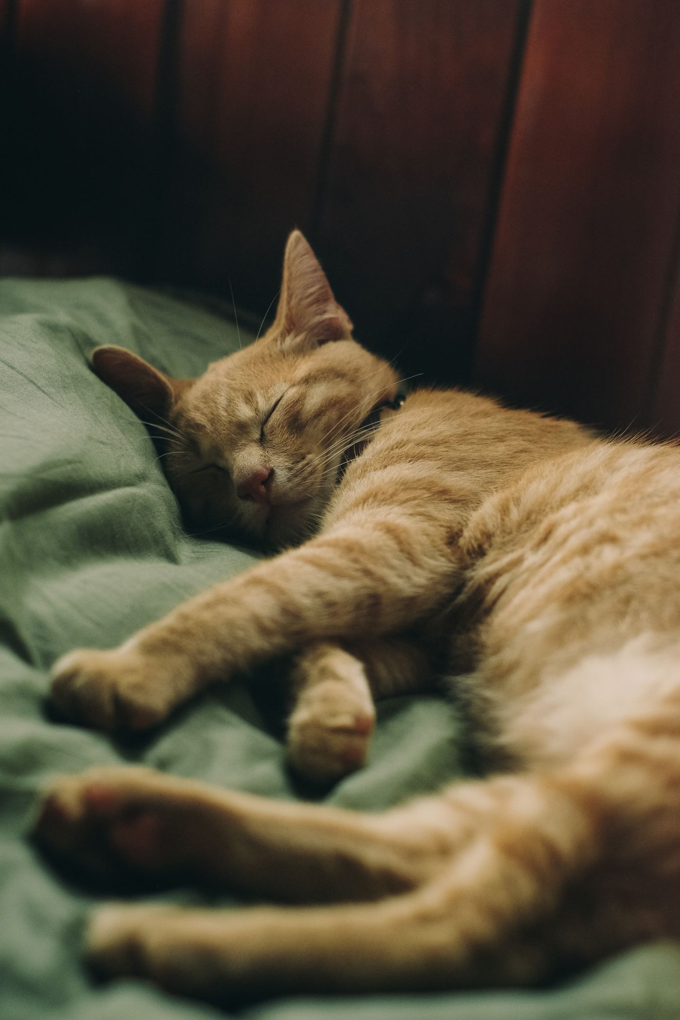 Cat bed