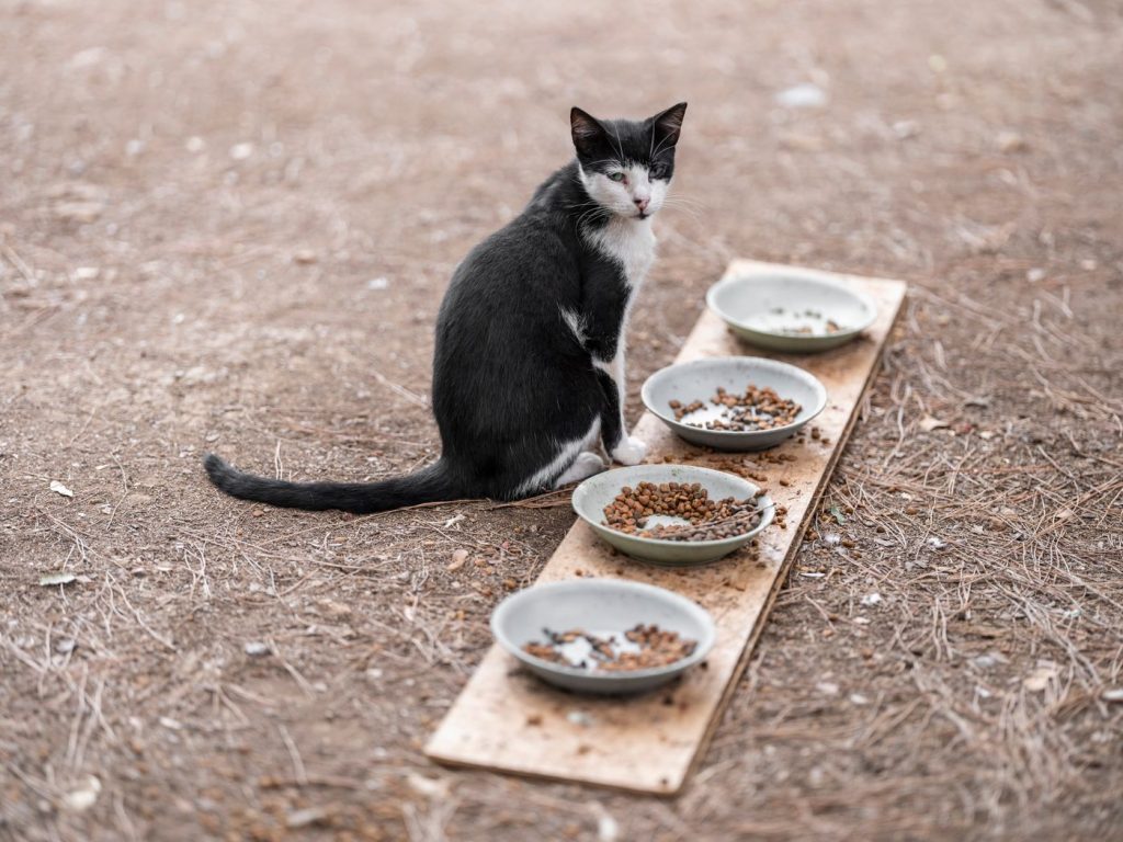 Gato comiendo de un comedero ancho y plano