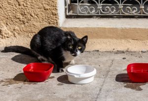 Cat bowl