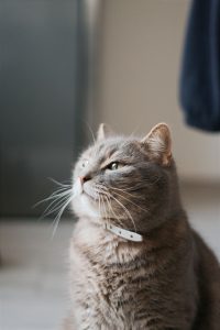 Cat collar