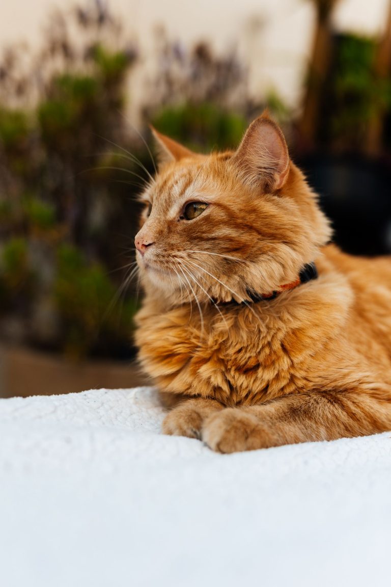 Cat collar