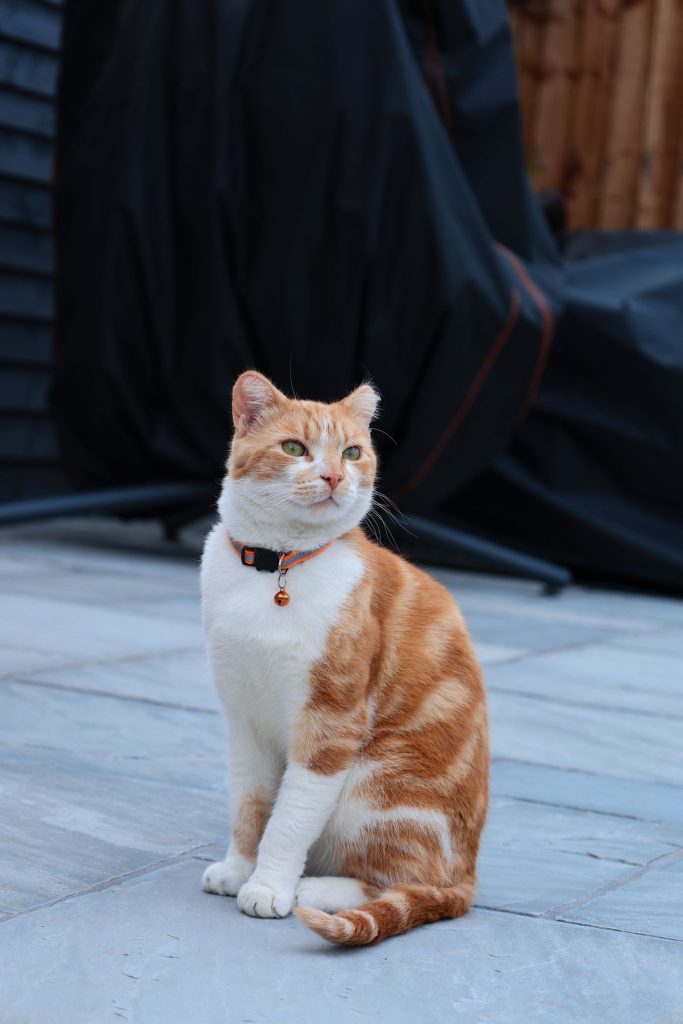 Gato con un collar de cierre de seguridad puesto