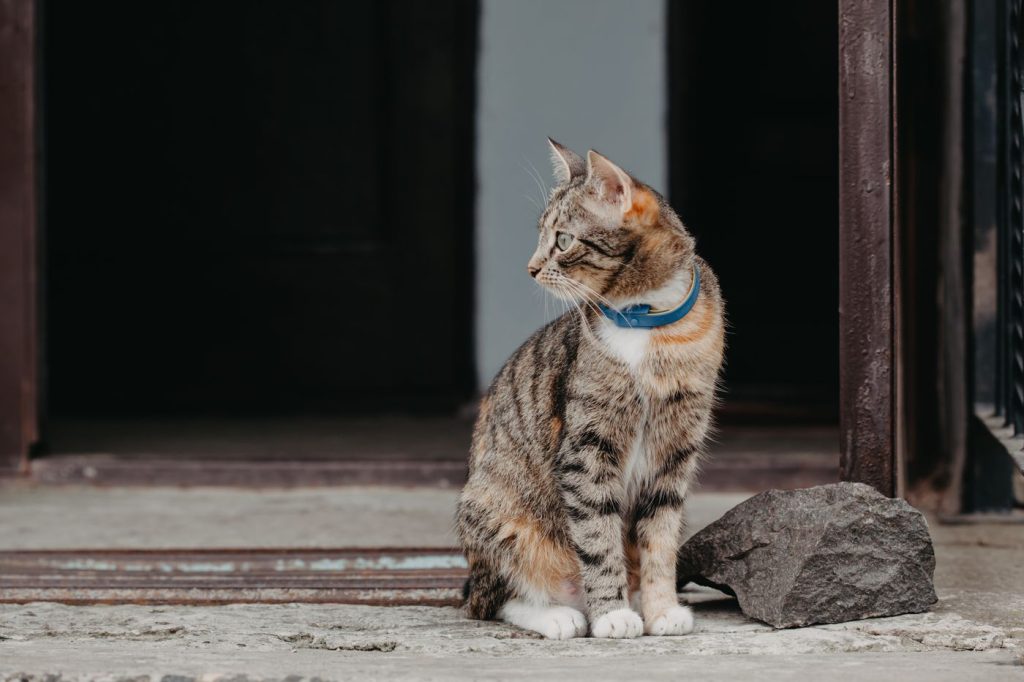 Gato con collar mirando hacia el exterior por una ventana