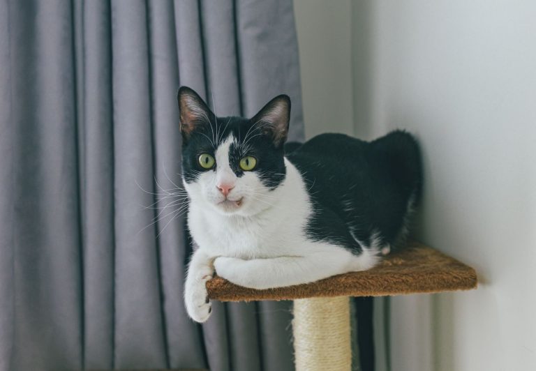 Cat scratcher