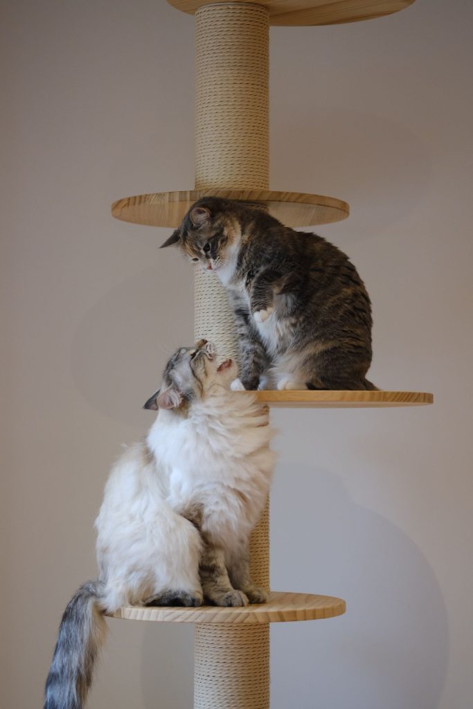Gato subido a un árbol rascador vertical