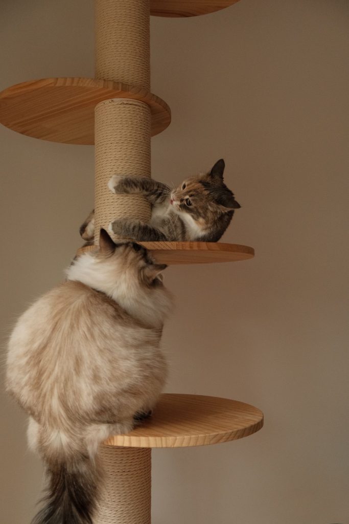 Gato oliendo un juguete cerca de su rascador