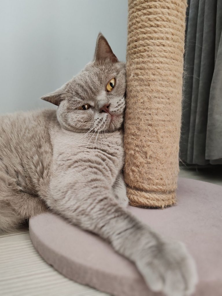 Gato relajado junto a su rincón de descanso con rascador