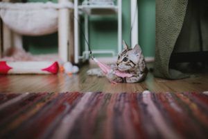 Cat toy