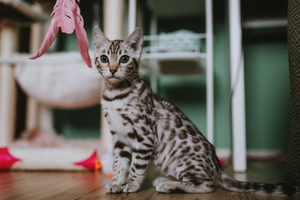 Gato jugando cerca de su rascador y sus juguetes