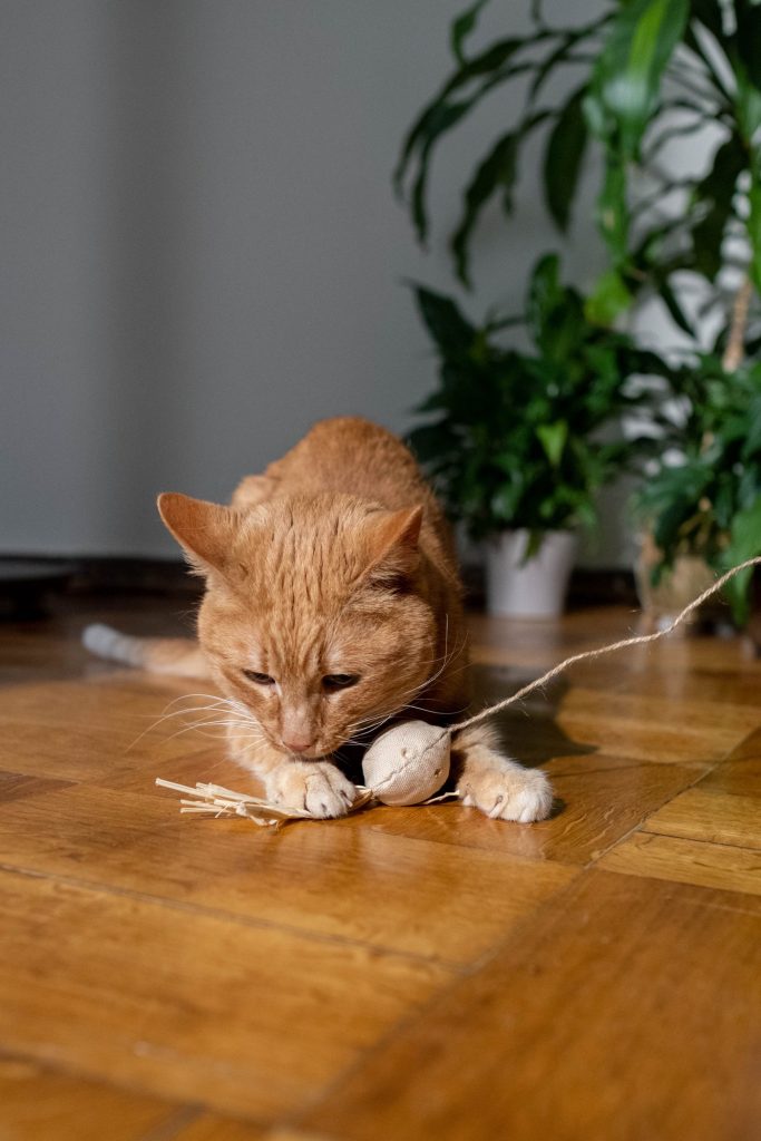 Gato jugando cerca de su zona de comida