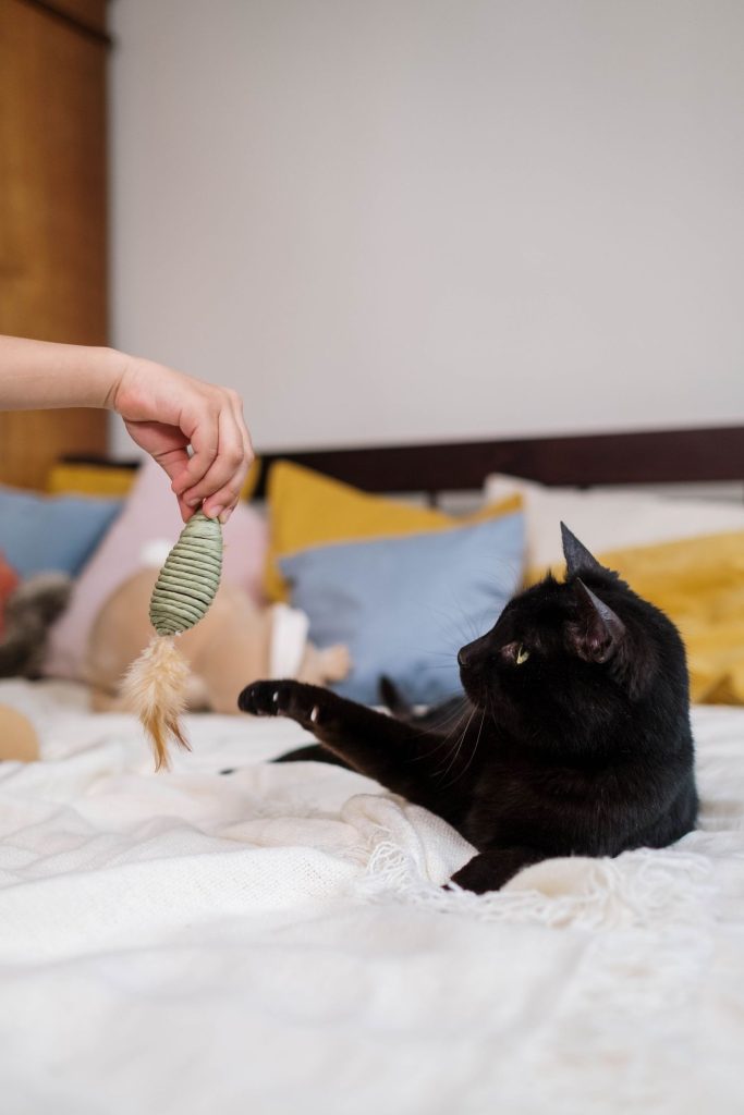 Gato jugando en casa mientras se acostumbra al arnés