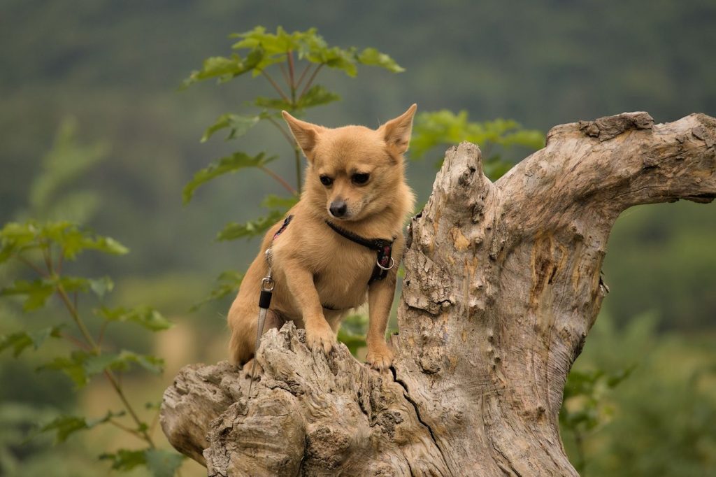 Chihuahua asomando la cabeza desde una cama cueva