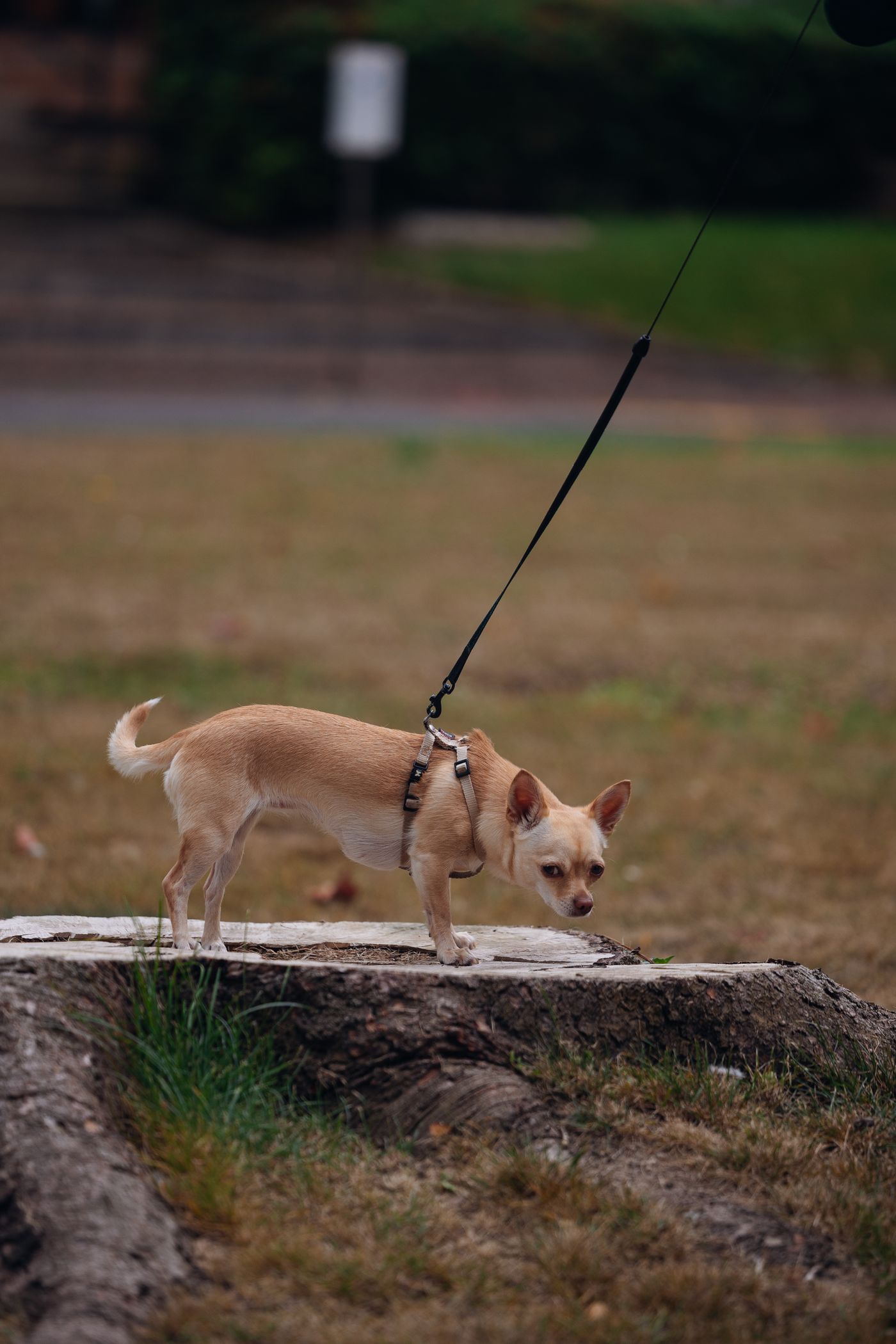 Chihuahua