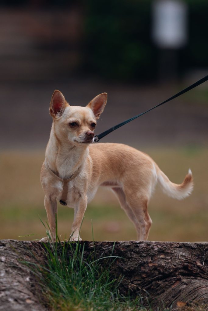 Chihuahua asomado desde una mochila portaperros en la ciudad