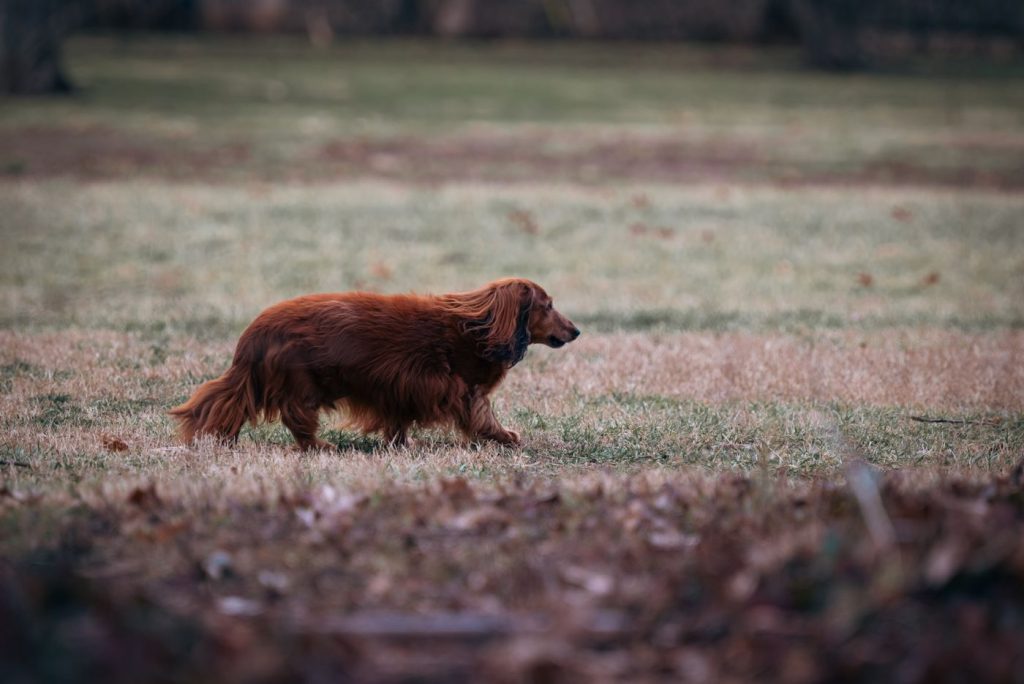 Perro salchicha con chaqueta puffer ajustada a su cuerpo alargado