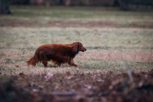 Dachshund