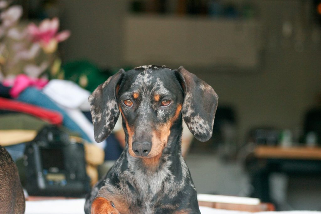 Perro salchicha con jersey largo que cubre bien la espalda