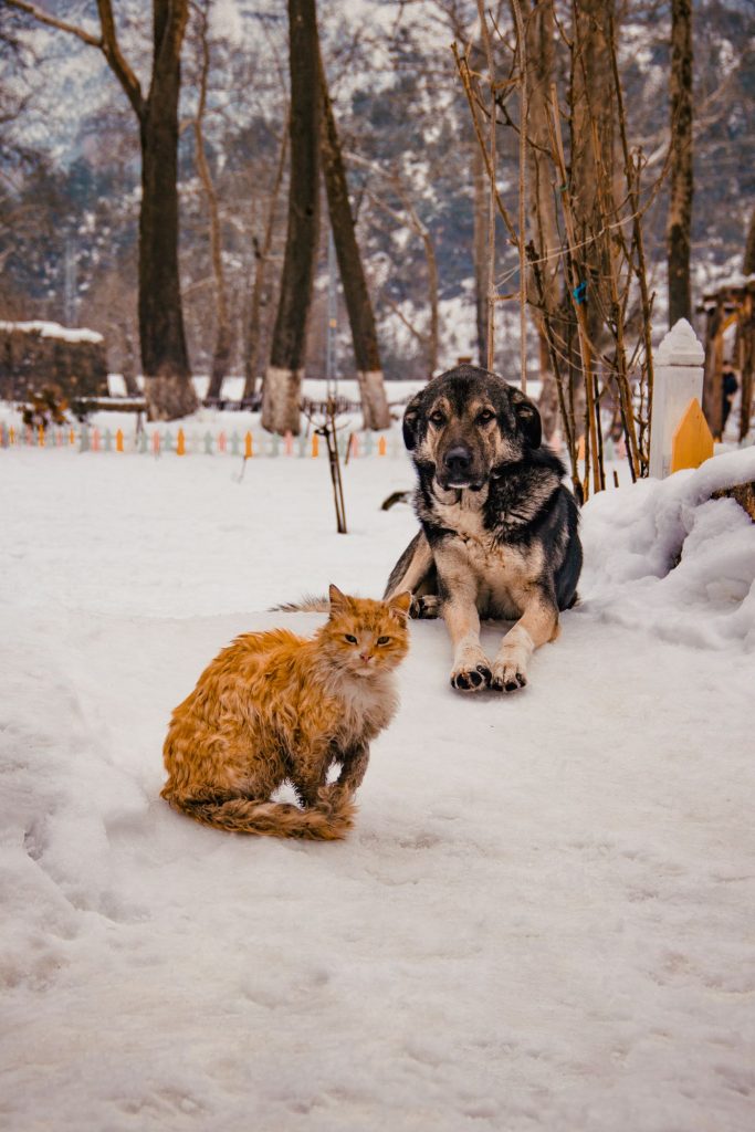 Perro y gato descansando juntos en el mismo sofá