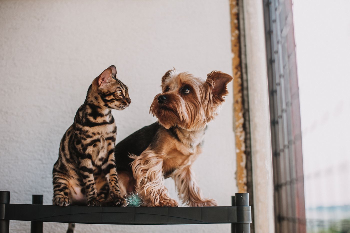 Dog and cat
