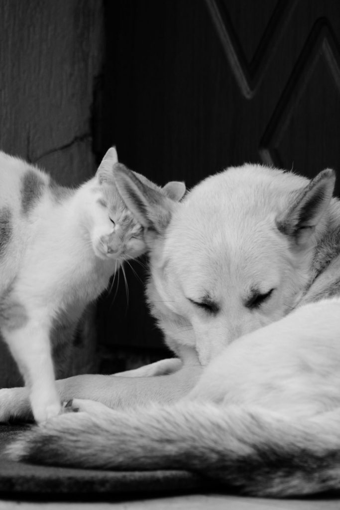 Perro y gato compartiendo espacio de juego tranquilo en casa