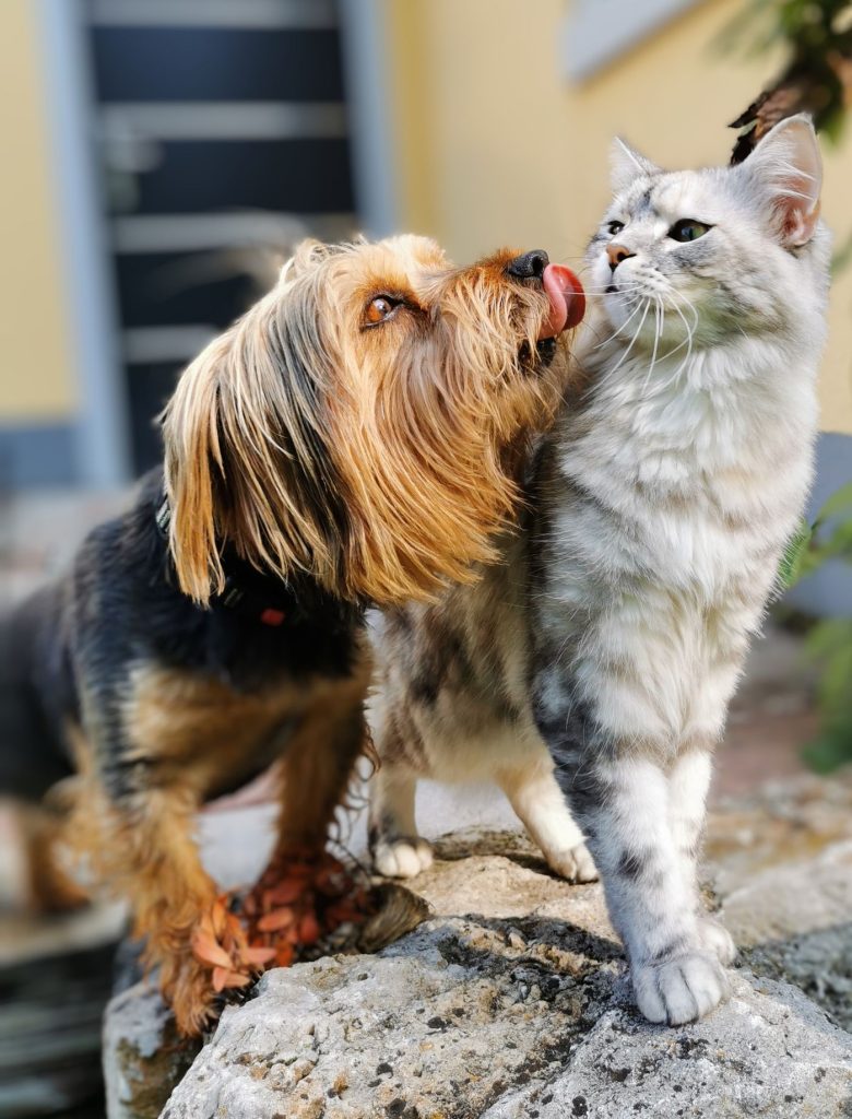 Perro y gato jugando juntos con juguetes distintos en casa