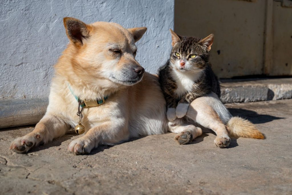 Cachorro y gato jugando juntos en casa
