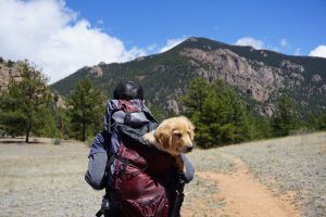Dog backpack