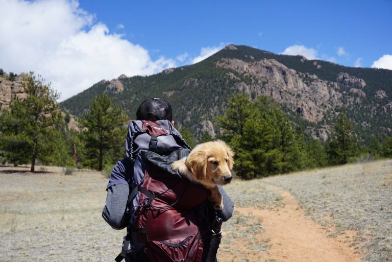 Dog backpack
