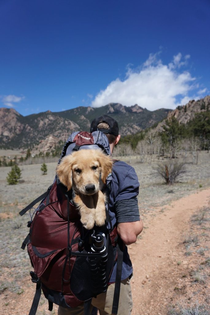 Perro junto a una mochila de viaje preparada con su cama y accesorios