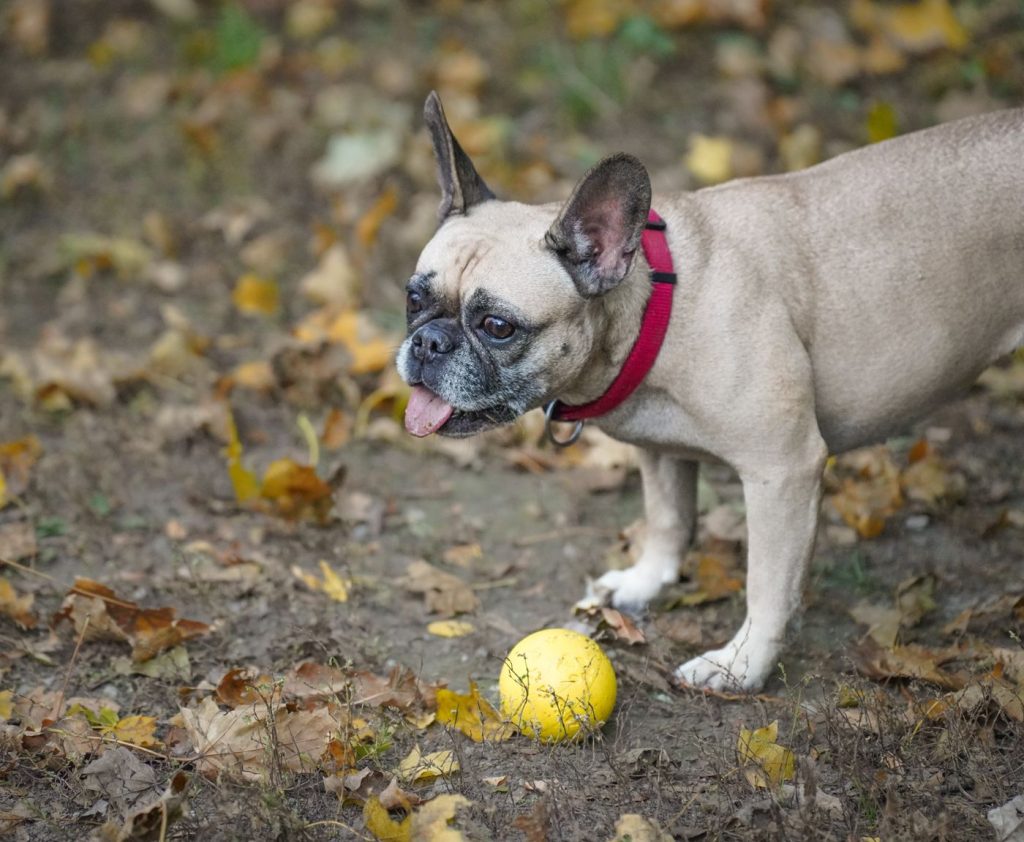 Perro corriendo hacia un juguete con sonido en el jardín