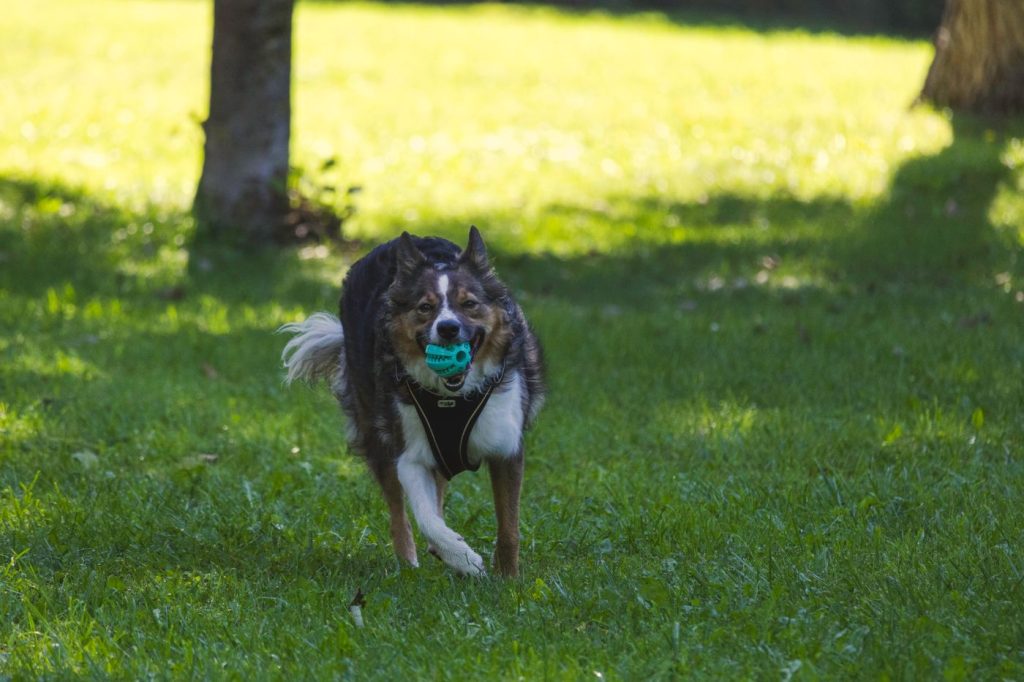 Perro jugando con una pelota en un parque canino al aire libre