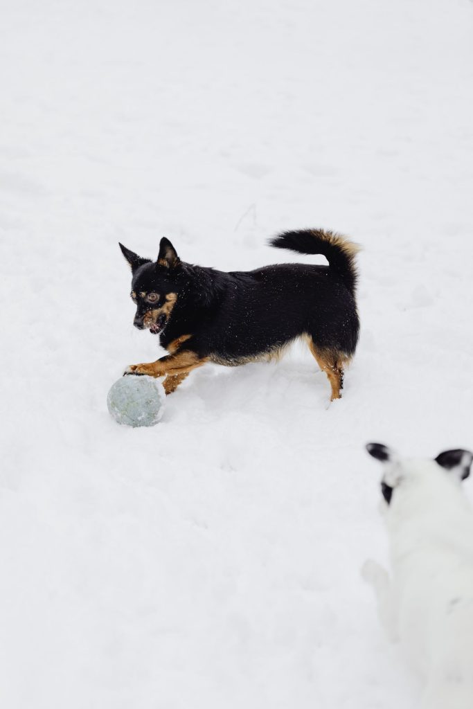 Perro con sudadera jugando con una pelota en el parque