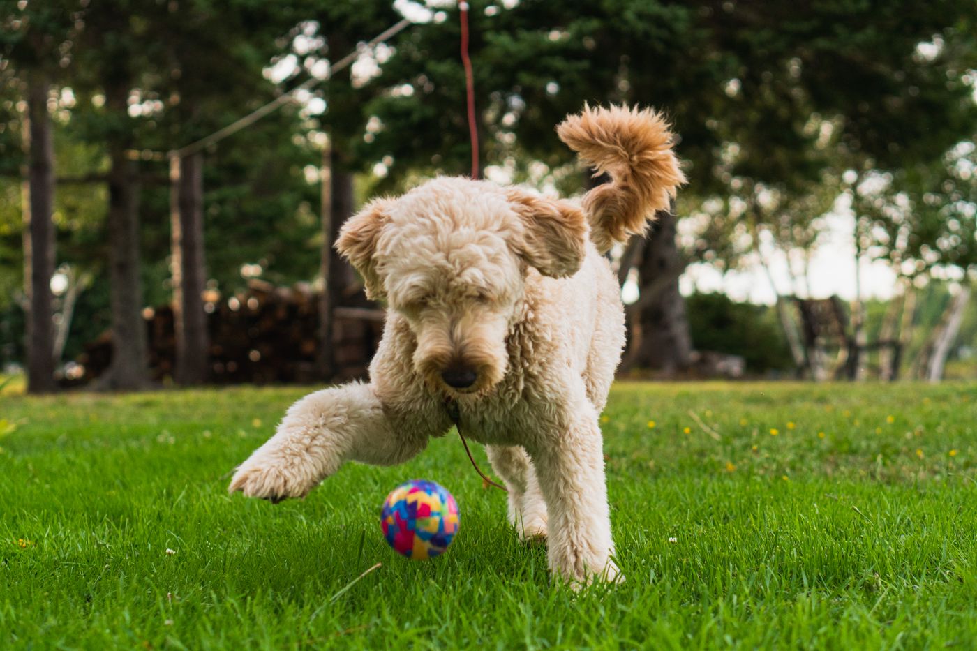 Dog ball play
