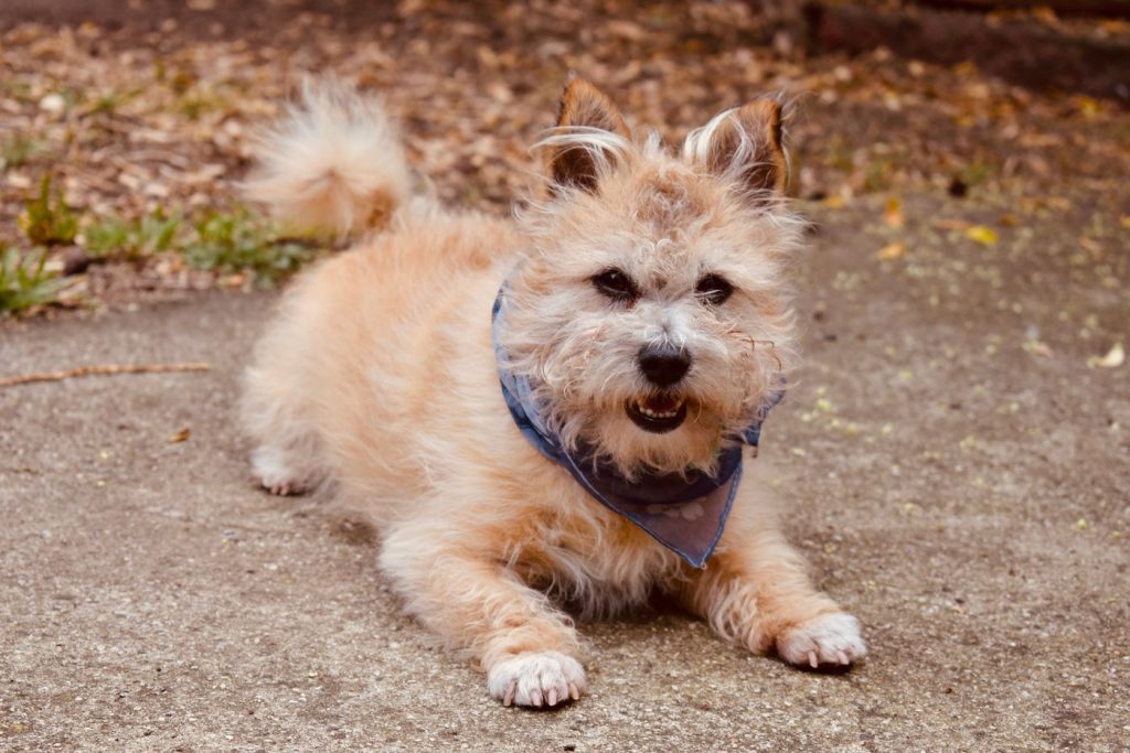 Perro con bandana anudada correctamente alrededor del cuello