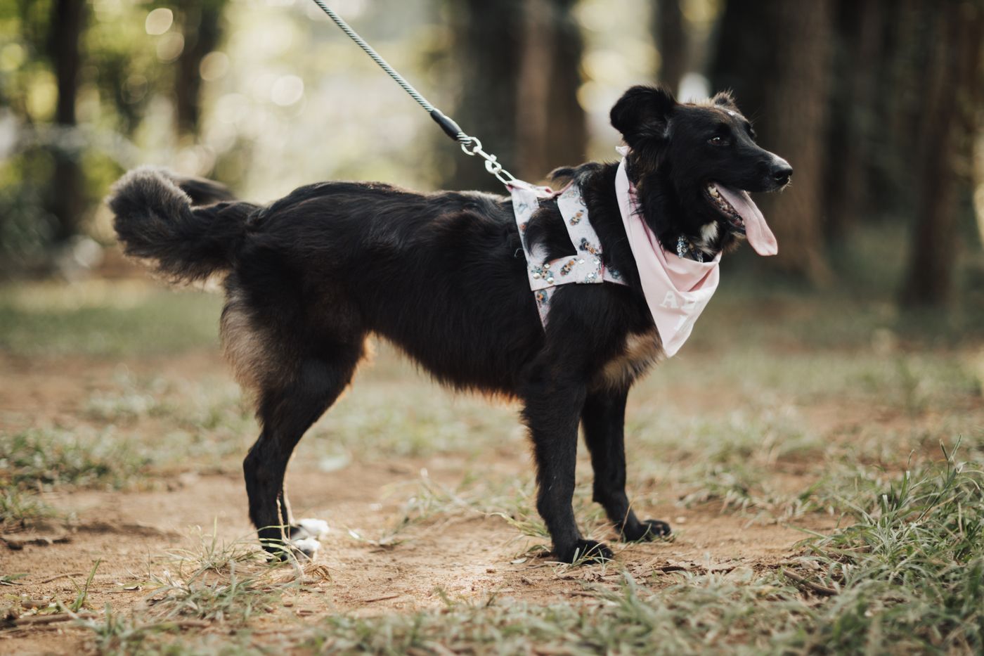 Dog bandana