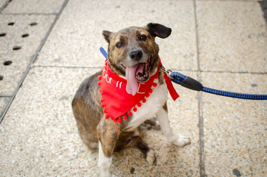 Perro con una bandana temática de Halloween
