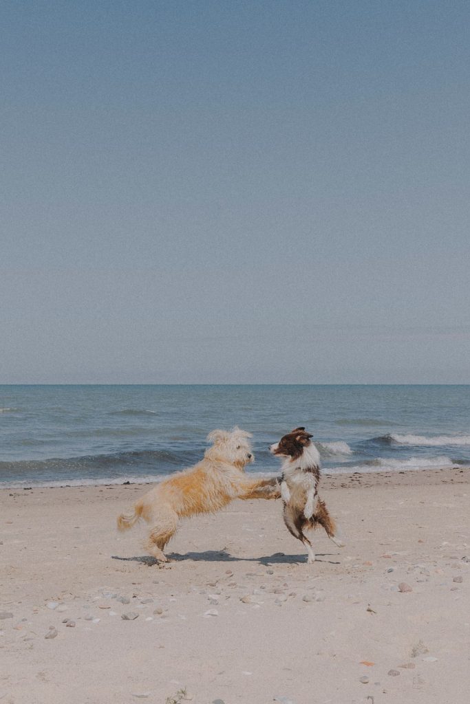 Perro corriendo por la playa con collar de neopreno