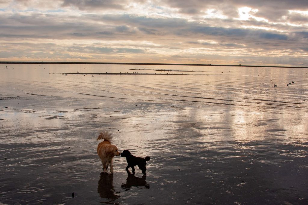 Perro caminando junto al mar en la playa al atardecer