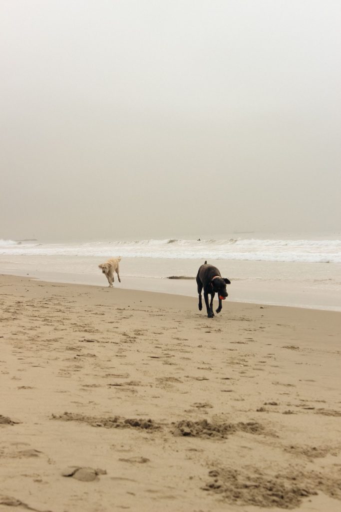 Perro con ropa de playa sucia de arena tras un paseo