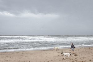 Dog beach