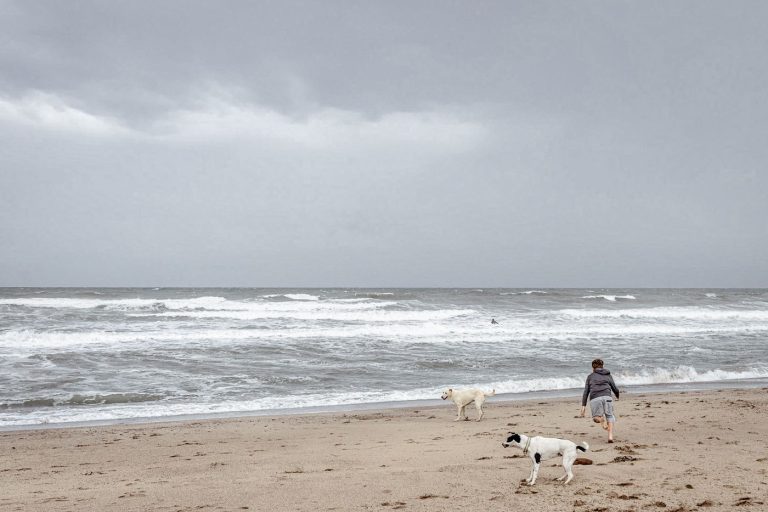 Dog beach