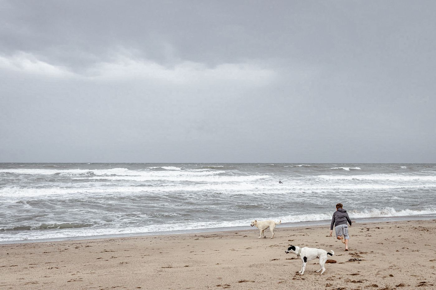 Dog beach